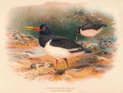 Austernfischer Haematopus ostralegus, 1900 von Charles Whymper