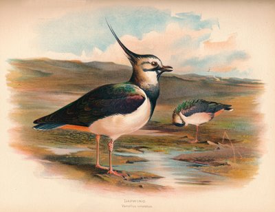 Kiebitz Vanellus cristacus, 1900 von Charles Whymper
