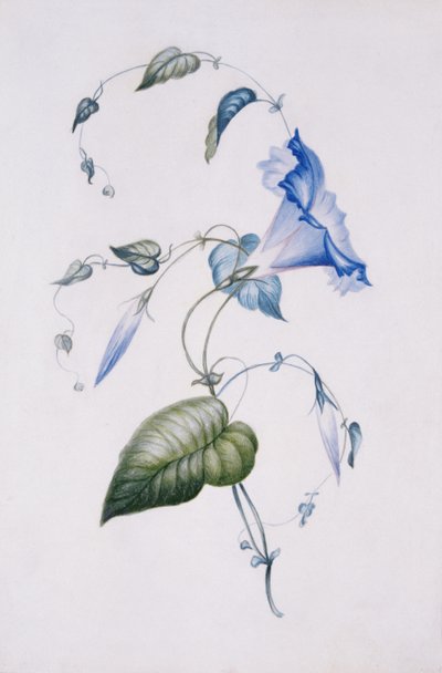 Blaue Winde, 1832 von Charlotte Bronte