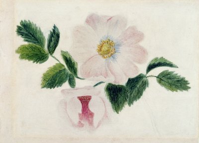 Rosa Rosen von Charlotte Bronte