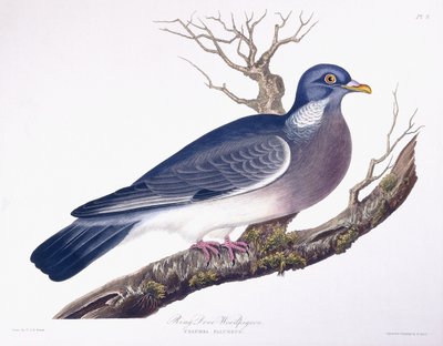 Ringeltaube von Charlotte L. E. Perrott
