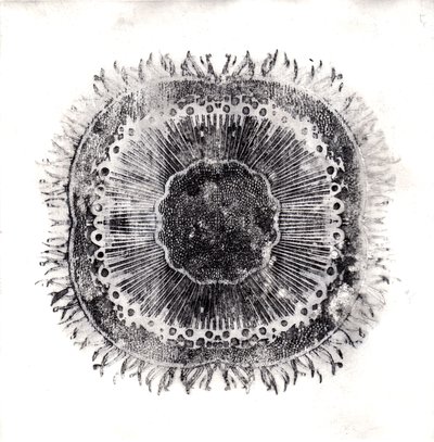 Pflanzenzellen von Charlotte Orr