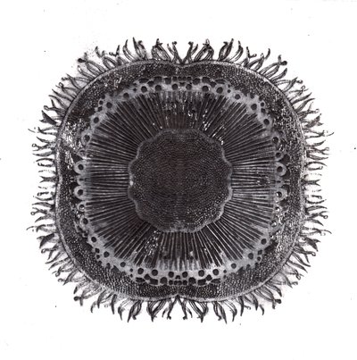 Pflanzenzellen, 2019 von Charlotte Orr
