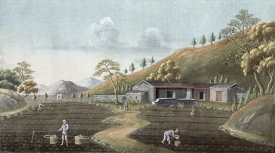 Teepflanzung von Chinese School