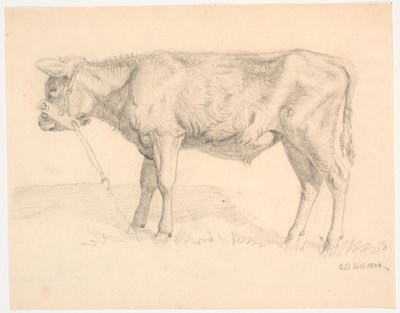 Ein Stierkalb von Christen Dalsgaard