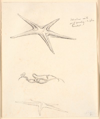 Seesterne von Christen Købke