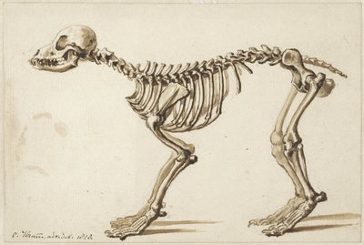 Skelett eines Hundes von der Seite von Christiaan Kramm