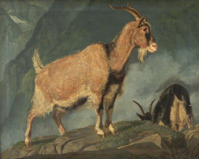 Ziegen in den Alpen von Christian Holm
