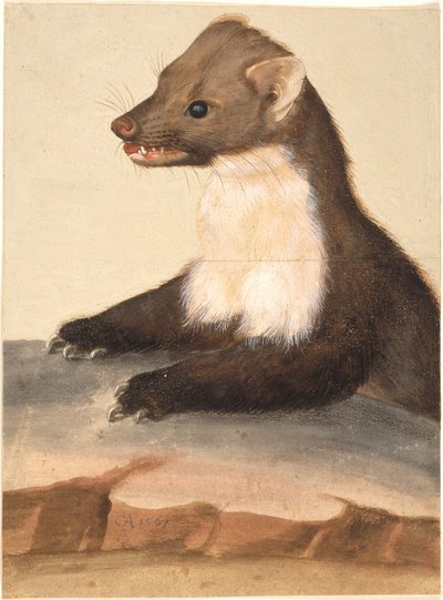 Ein Marder von Christoph Amberger