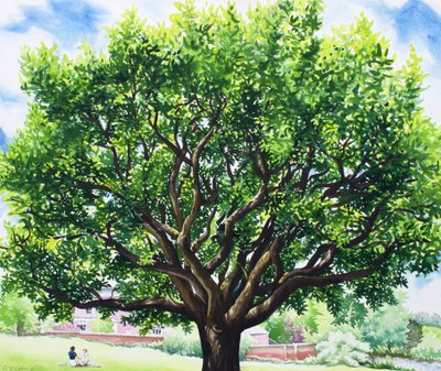 Sommer-Eiche von Christopher Ryland