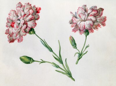 Nelken von Claude Aubriet
