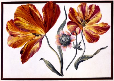 Tulpen und Anemone von Claude Aubriet