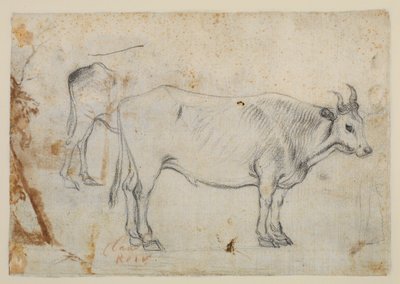 Studie eines Ochsen von Claude Lorrain
