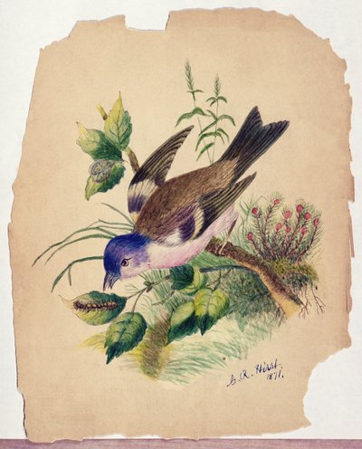 Blaues Vögelchen auf einem Ast von Claude Raguet Hirst