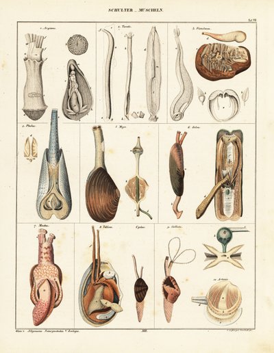 Anatomie der Muscheln von Conrad Kull