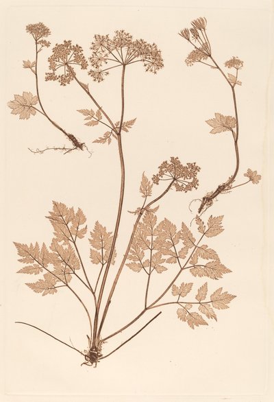 Chaerophyllum hirsistum von Constetin von Ettinghausen and Alois Pokorny