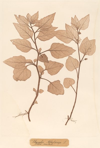 Physalis Alkekengi von Constetin von Ettinghausen and Alois Pokorny