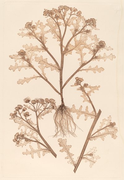 Klebriger Greiskraut von Constetin von Ettinghausen and Alois Pokorny