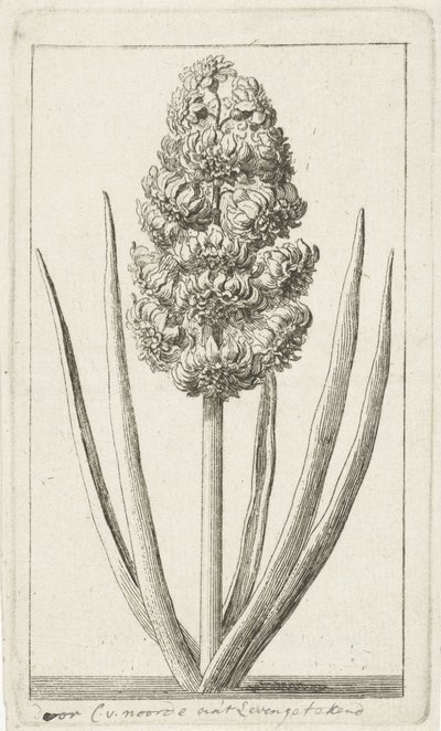 Hyazinthe von Cornelis van Noorde