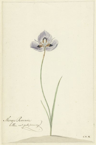 Iris von Cornelis van Noorde