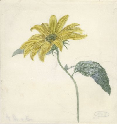 Sonnenblume von D. van Alphen