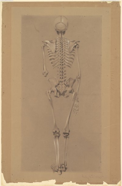 Rückansicht eines Skeletts von Daniel Huntington