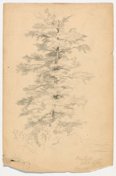 Studie einer Hemlocktanne nahe White Lake von Daniel Huntington