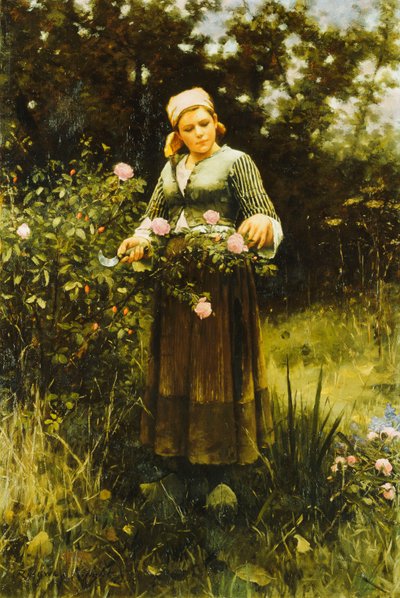 Rosen sammeln von Daniel Ridgway Knight