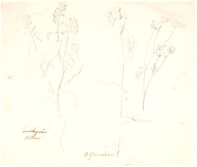 Pflanzenstudien von Dankvart Dreyer