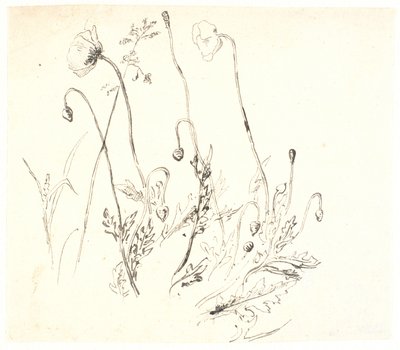 Mohnblumen von Dankvart Dreyer