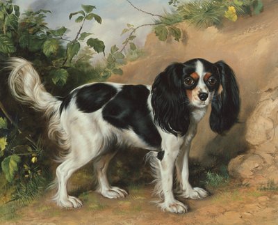 King Charles Spaniel von David Cunliffe