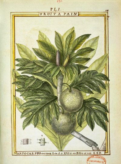 Brotfrucht (Artocarpus altilis), Aquarell von Delahaye von Delahaye Delahaye