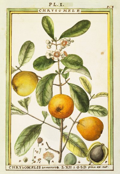 Chrysomele (Chrysomelis senticosa), Aquarell von Delahaye von Delahaye Delahaye