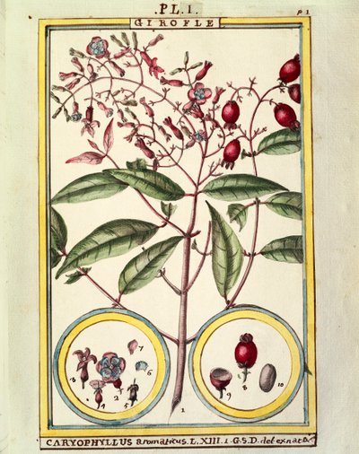 Gewürznelke (Caryophyllus Aromaticus), Aquarell von Delahaye von Delahaye Delahaye