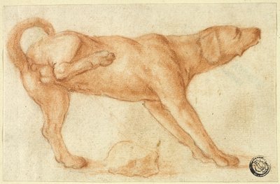 Hund uriniert auf Felsen von Dirk Valkenburg