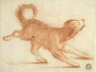 Knurrender Hund bereit zum Sprung von Dirk Valkenburg