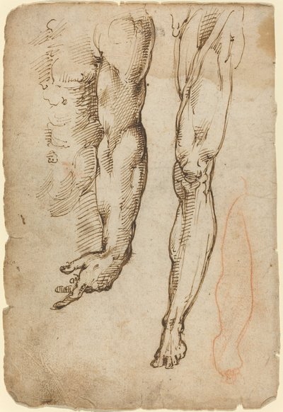 Anatomische Studien von Domenico Beccafumi