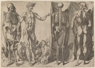 Skelette und Ecorches von Domenico del Barbiere