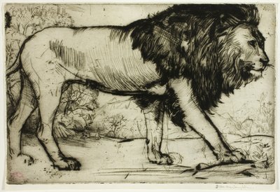 Ein Löwe von Donald Shaw MacLaughlan