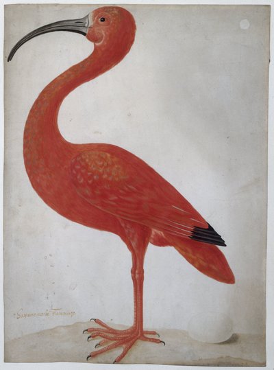 Scharlachsichler mit einem Ei von Dorothea Maria Gsell
