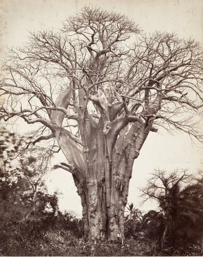 Baobab auf Mohéli von Désiré Charnay