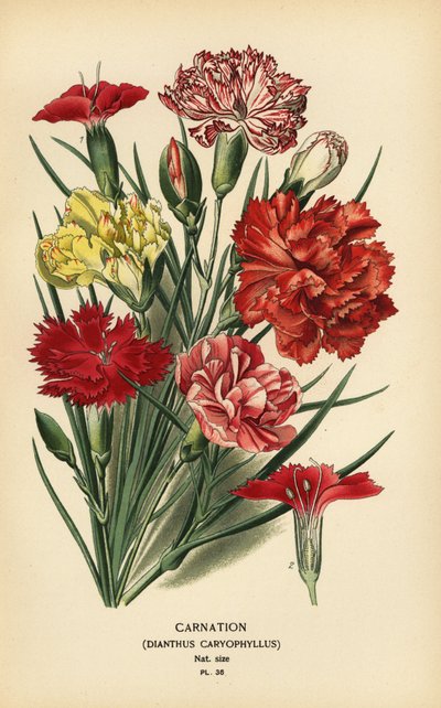 Nelke, Dianthus caryophyllus von Désiré Georges Jean Marie Bois