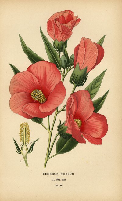 Hibiscus roseus von Désiré Georges Jean Marie Bois