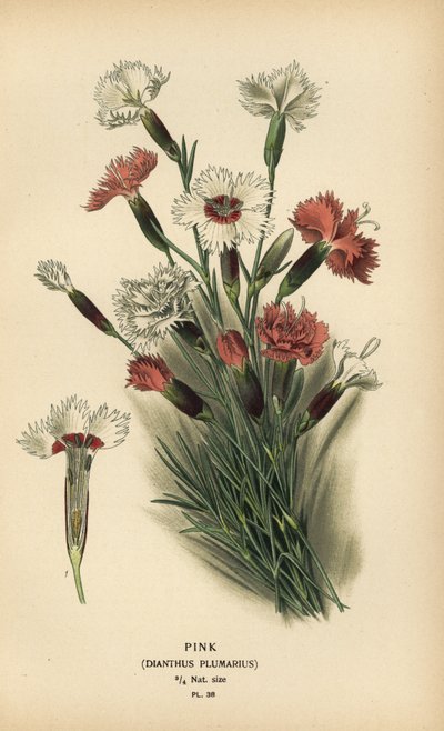Nelke, Dianthus plumarius von Désiré Georges Jean Marie Bois