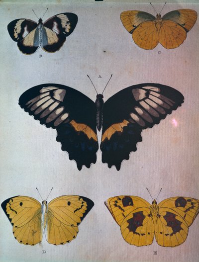 Schmetterlinge von Dutch School