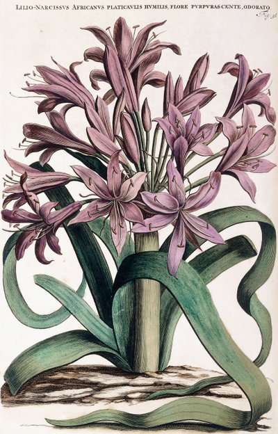 Lillio-Narcissus, 1697-1701 von Dutch School