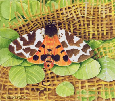Tigerfalter, 1999 von E.B. Watts