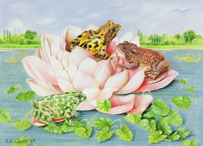 Seerose, 1998 von E.B. Watts