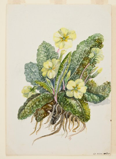 Primula vulgaris Huds (Primel), um 1920er von EF Crowley