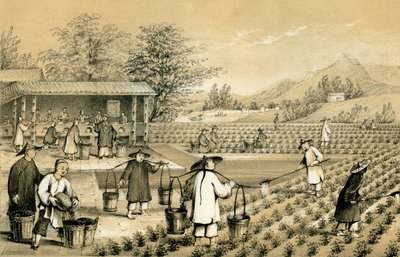 Kultur und Zubereitung von Tee, China von E Gilks